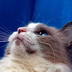 Kot z niebieskimi oczami i różowym nosem na niebieskim tle.