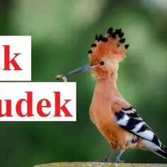 Gdzie zimuje dudek? Zaskakujące fakty o zimowiskach tego ptaka