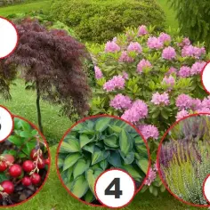 Jakie rośliny posadzić obok rododendronów, aby stworzyć piękne aranżacje?