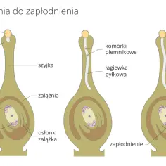 Schemat pokazuje, z czego składa się kwiat: ziarno pyłku, znamię słupka, szyjka, zalążnia z zalążkiem, komórką jajową i osłonkami, a także proces zapłodnienia.