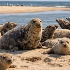 Gdzie foki nad Bałtykiem? Stado fok wyleguje się na piaszczystej plaży, w tle widać spokojne morze i mewy.