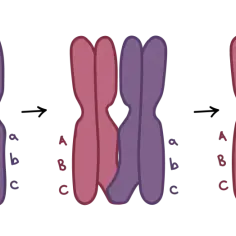 Ilustracja pokazuje, czym jest mitoza: wymianę fragmentów między chromosomami, co prowadzi do rekombinacji genetycznej.