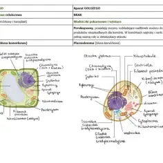 Porównanie komórki eukariotycznej i prokariotycznej: rysunki schematyczne z opisami organelli, np. jądra, mitochondriów, aparatu Golgiego.
