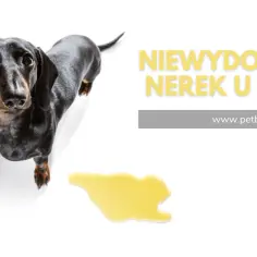 Dieta nerkowa psa: Klucz do komfortu i dłuższego życia