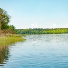 Spokojne jezioro z trzcinami na brzegu i lasem w tle.