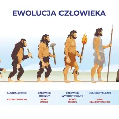 Ilustracja przedstawia etapy ewolucji człowieka: od Ardipiteka, przez Australopiteka, Homo Habilis, Homo Erectus, Neandertalczyka, aż do Homo Sapiens.