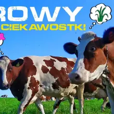 Filmy o krowach: od dokumentów po animacje. Odkryj najlepsze!