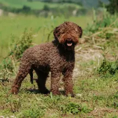 Lagotto Romagnolo sierść czy włos - poznaj różnice i pielęgnację