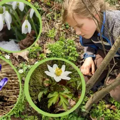 Dziecko pochyla się nad ziemią, obserwując pierwsze wiosenne kwiaty: przebiśniegi, krokusy i zawilce.