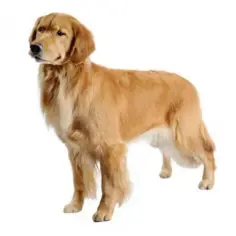 Czy golden retriever gubi sierść? Odkryj prawdę o linieniu psa