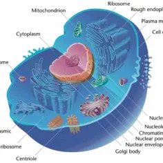 Schematyczna budowa biologia komórka zwierzęca: jądro, mitochondria, siateczka śródplazmatyczna, rybosomy, lizosomy, aparat Golgiego.