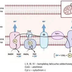 Rysunek komórki eukariotycznej przedstawia łańcuch oddechowy w wewnętrznej błonie mitochondrialnej, z przepływem elektronów i protonów.