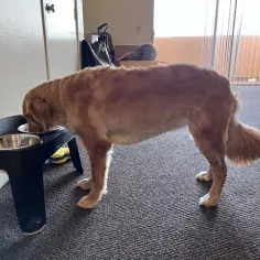 Czy golden retriever ma włosy czy sierść? Odkryj prawdę o jego futrze
