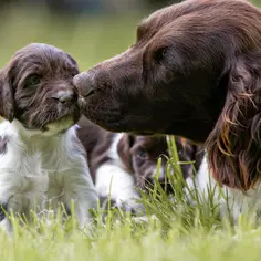 Słodkie szczenięta spaniele do adopcji, jedno z nich całuje mama.
