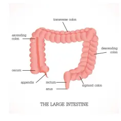 Anatomia jelita grubego: wstępujące, poprzeczne, zstępujące, esowate, kątnica, wyrostek, odbytnica i odbyt. Jelito czcze jest częścią jelita cienkiego.