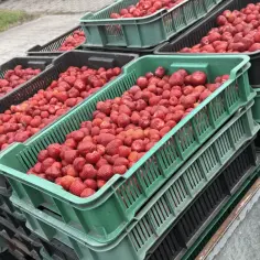 Stos zielonych i czarnych skrzynek wypełnionych świeżymi truskawkami.