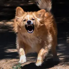Zaskoczony golden retriever warczy, odsłaniając kły. Czy to powód, dlaczego golden retriever jest agresywny?