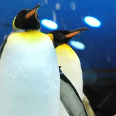Dwa pingwiny królewskie w loro parku, jeden z otwartym dziobem, na tle niebieskiego akwarium.