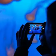 Osoba robi zdjęcie meduzom na telefonie. Chcesz wiedzieć, jak odwrócić kolory zdjęcia na telefonie?