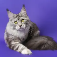 Maine Coon włosy czy sierść: Kluczowe różnice i pielęgnacja