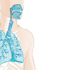 Ilustracja układu oddechowego człowieka. Płuca, oskrzela i drogi oddechowe. Czy ATP powstaje w pęcherzykach płucnych?