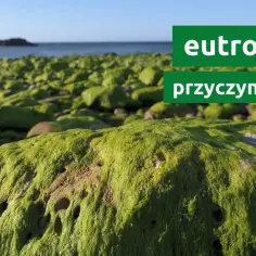 Na czym polega zjawisko eutrofizacji i jak wpływa na ekosystemy?