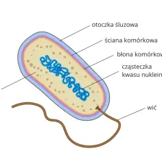 Schemat bakterii z widocznym DNA, cytoplazmą i wicią. Komórka jest podstawową jednostką materii ożywionej, ponieważ zawiera wszystkie niezbędne składniki do życia.