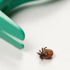 Zielone narzędzie do usuwania kleszczy obok martwego kleszcza. Czy kleszcza można utopić? To pytanie nurtuje wielu.