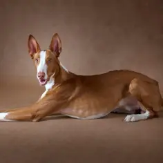 Elegancki podenco z ibizy hodowla, leżący na brązowym tle, z otwartym pyskiem i ciekawskim spojrzeniem.