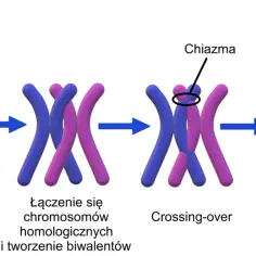 Ilustracja procesu crossing-over, kluczowego dla zrozumienia mitozy i mejozy w zadaniach maturalnych. Pokazuje wymianę fragmentów między chromosomami.