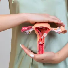 Model anatomiczny narządów rodnych kobiety z widoczną szyjką macicy, trzymany przez dłonie.