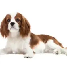 Cavalier King Charles Spaniel czy gubi sierść? Oto co musisz wiedzieć