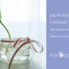 Hodowla fasoli na gazie: młoda roślinka w słoiku ozdobionym wstążkami. Tekst: "Jak wyhodować fasolkę?".
