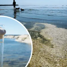 Badanie wody z jeziora, gdzie widać zakwit sinic. W tle osoba z psem spaceruje po plaży.