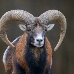 Baran z imponującymi rogami, jak znak zodiaku Koziorożec, urodzony 4 stycznia.