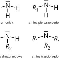 Schematy budowy amoniaku (NH₃) i amin: pierwszorzędowej, drugorzędowej i trzeciorzędowej.