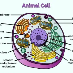Schemat komórki zwierzęcej z widocznymi organellami: jądro, mitochondria, aparat Golgiego, siateczka śródplazmatyczna.