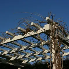 Biała pergola z nagimi pnączami, tworząca ciekawy profil v na tle błękitnego nieba.