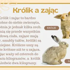 Kiedy jest dzień królika, warto poznać różnice między nim a zającem. Na zdjęciu widać królika i zająca, które choć podobne, mają odmienne cechy.