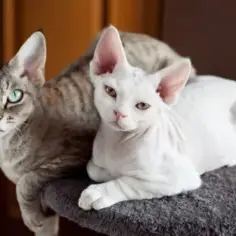 Czy Devon Rex uczula? Fakty o hipoalergicznych kotach tej rasy