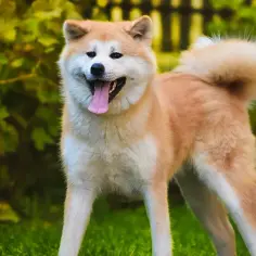 Akita ma włosy czy sierść? Odkryj prawdę o ich futrze
