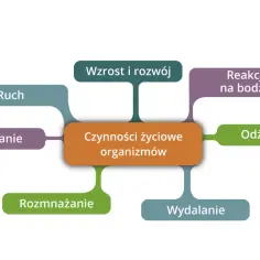 Diagram przedstawia czynności życiowe organizmów: odżywianie, oddychanie, wydalanie, rozmnażanie, wzrost i rozwój, ruch oraz reakcję na bodźce.