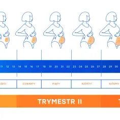 12 tydzień ciąży to koniec pierwszego miesiąca. Ilustracje pokazują zmiany sylwetki i rozwój dziecka.