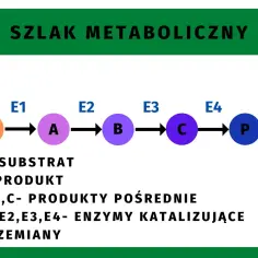 Schemat szlaku metabolicznego: substrat S przekształca się w produkty pośrednie A, B, C, a następnie w produkt P, dzięki enzymom E1-E4. Ilustruje inne procesy metaboliczne.