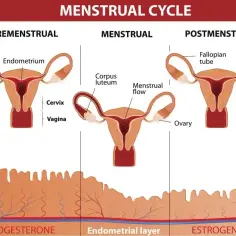 Cykl menstruacyjny: premenstruacja, menstruacja, postmenstruacja. Wyjaśnia, co to PMS i jak zmienia się endometrium.