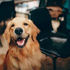 Czy golden retriever uczula? Odkryj prawdę o alergiach na psy
