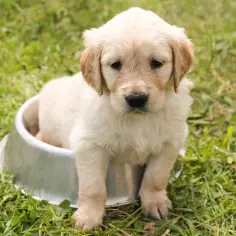 Czy golden retriever uczula? Sprawdź, czy to dobry wybór dla alergików