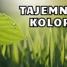 Dlaczego trawa jest zielona? Nauka o chlorofilu i fizyce światła