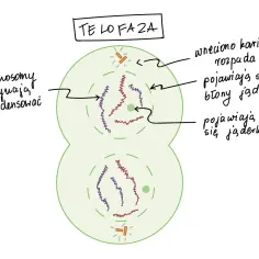 Telofaza: chromosomy dekondensują, wrzeciono kariokinetyczne rozpada się, pojawiają się błony jądrowe i jąderka. Tak przebiega mitoza.