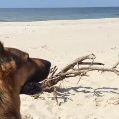 Owczarek niemiecki na plaży w Krynicy Morskiej, z patykiem w pysku, wpatruje się w morze.